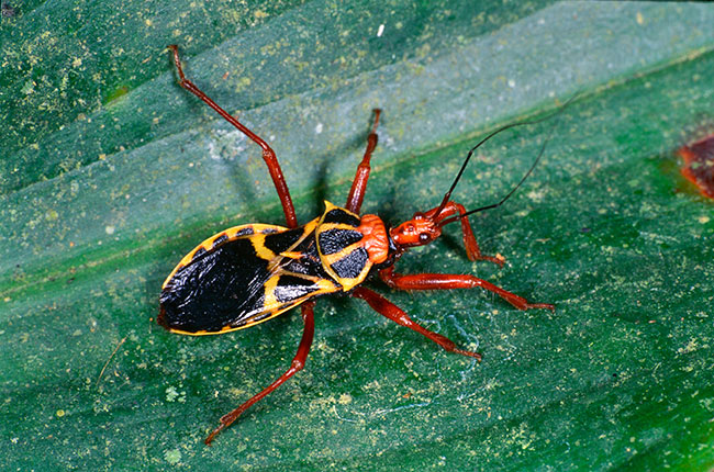 アフリカのサシガメ