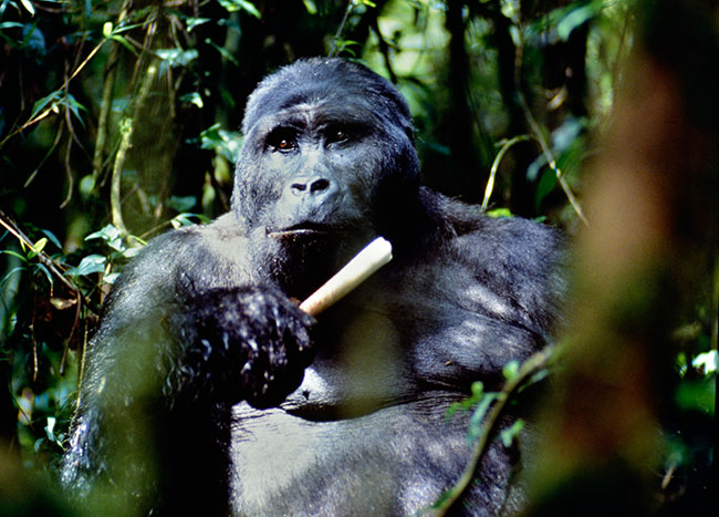 ローランドゴリラ