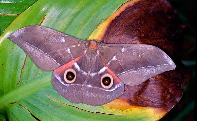 シタベニアフリカヤママユ