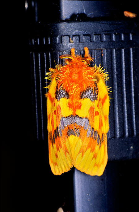 カメルーンの旅