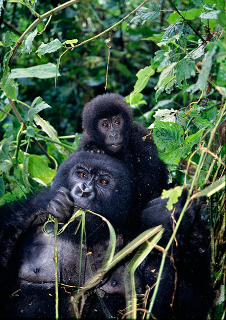 今日からアフリカへ