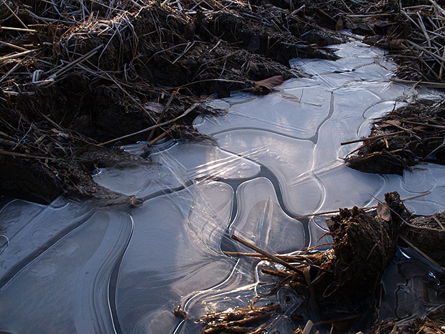 古い写真　田んぼの氷