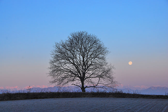 冬のクルミの木