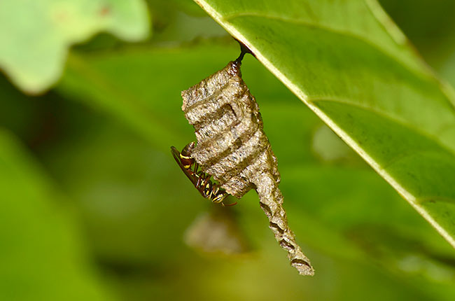 熱帯のアシナガバチの巣