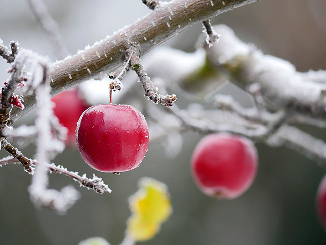 霧氷の付いたヒメリンゴ