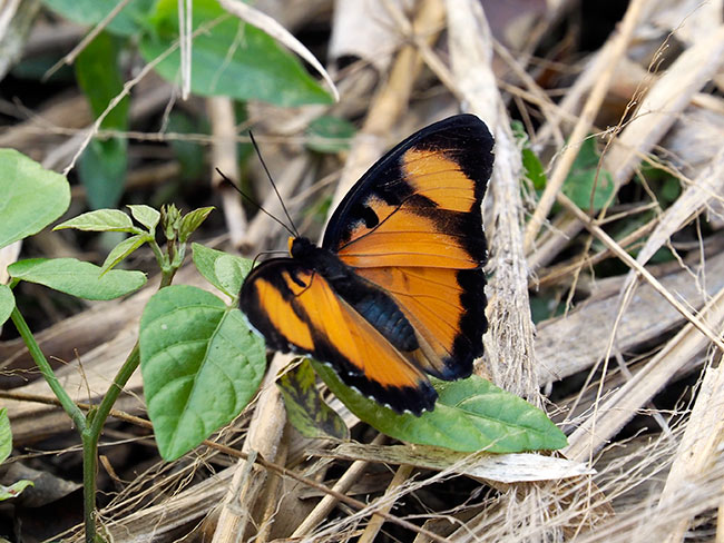 Euphaedra　adonina　ミイロボカシタテハ