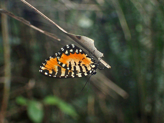 マダラコケシジミ　Telipna sp.