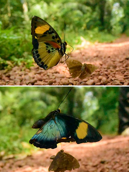 オーラボカシタテハ