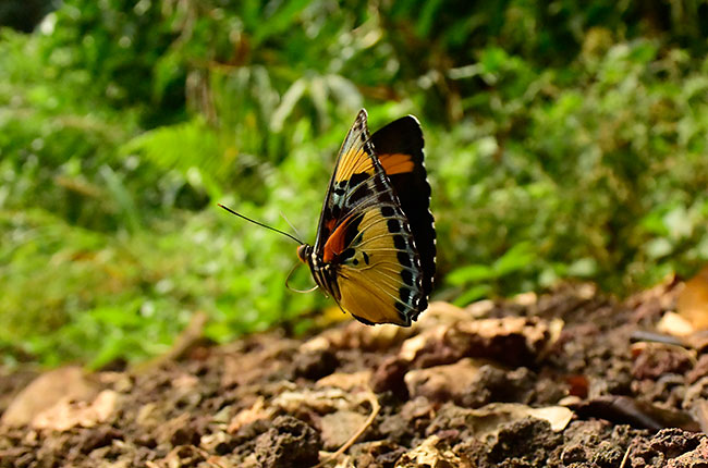 クロッケリーボカシタテハ　Euphaedra crockeri　の飛翔