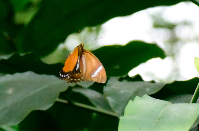 エレウスボカシタテハ　Euphaedra eleus　