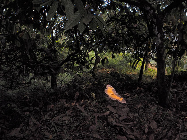 アフリカマネシヒカゲ