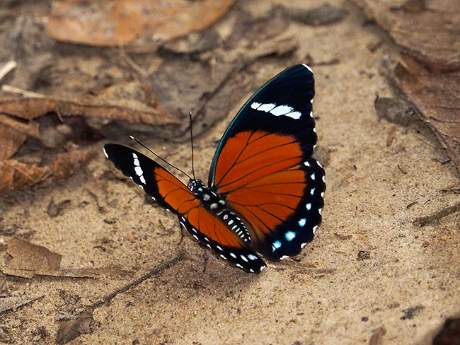 鮮やかなエレウスボカシタテハの翅表