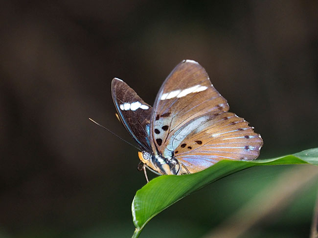 ボカシタテハをED 40-150mm F2.8＋テレコンで