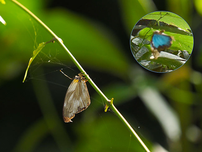 モルフォシジミ　Epitola posthumus