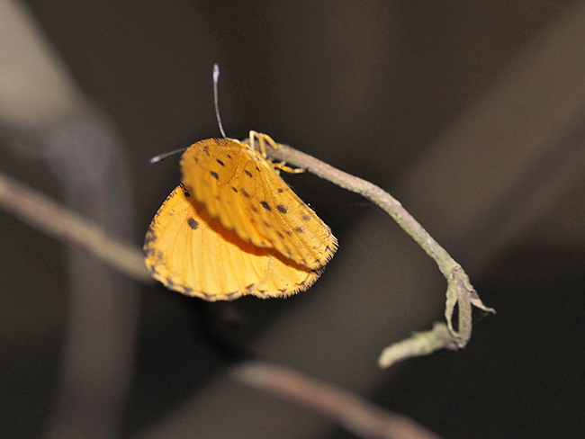 キチョウシジミ？