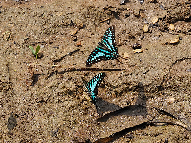 ポリセネスオナガタイマイ