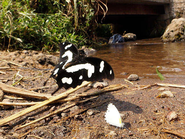 オオシロモンアゲハ