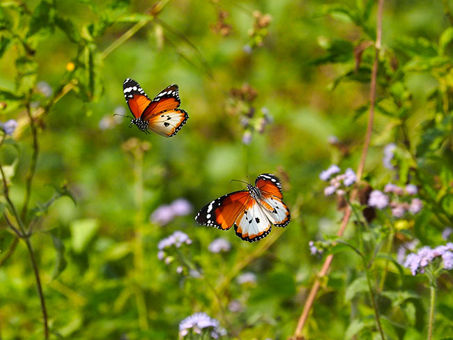 後翅の白いカバマダラ