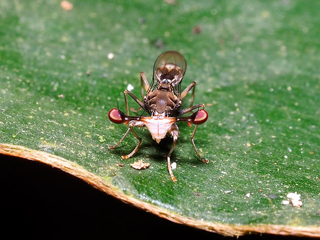 アフリカのシュモクバエ