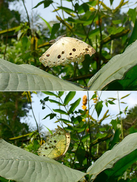 シンジュタテハの飛翔