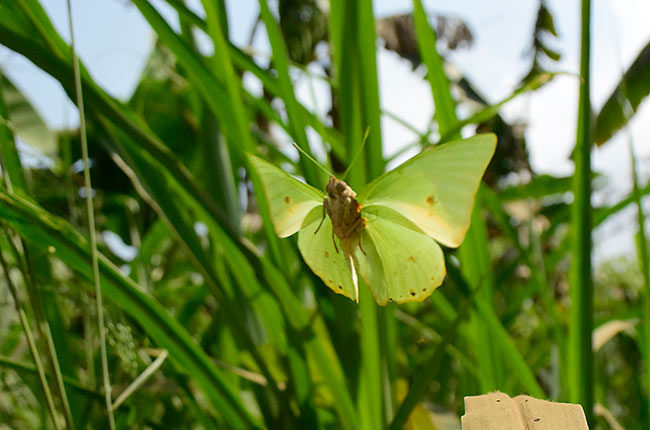 アオフタオチョウの飛翔