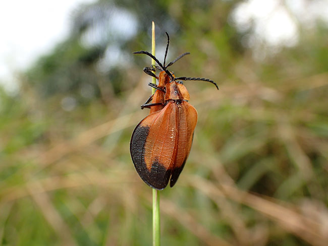 アフリカのベニボタル