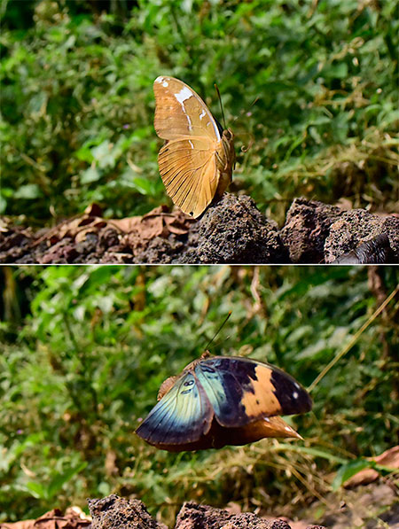 ヒメボカシタテハの飛翔