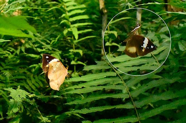 アフリカコノハチョウの飛翔