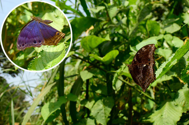 ルリツヤシンジュタテハの飛翔