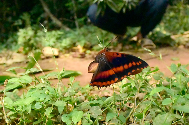 アフリカキオビフタオチョウの飛翔