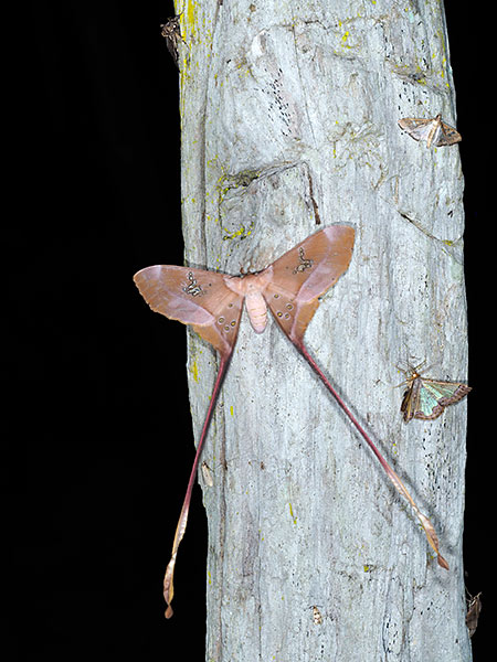 リボンヤママユ