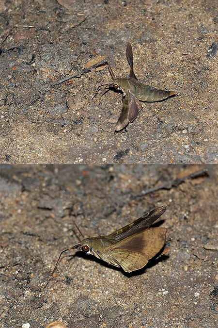 ホウジャクの仲間