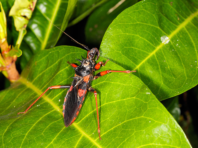 大きなサシガメ