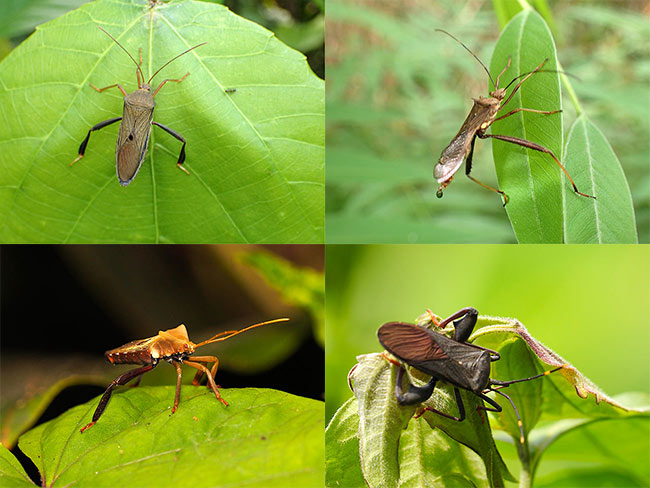 見つけたヘリカメムシ
