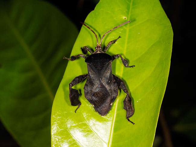ビロードのような光沢のカメムシ