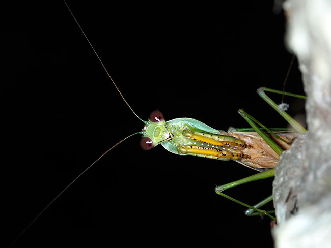 アフリカマルムネカマキリ