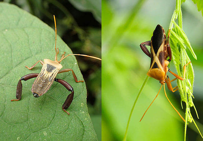 なんとなくアフリカ模様のカメムシ