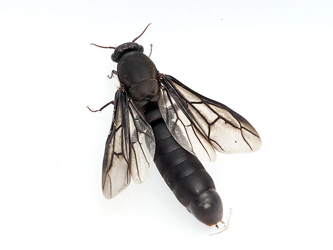 サスライアリの羽アリ