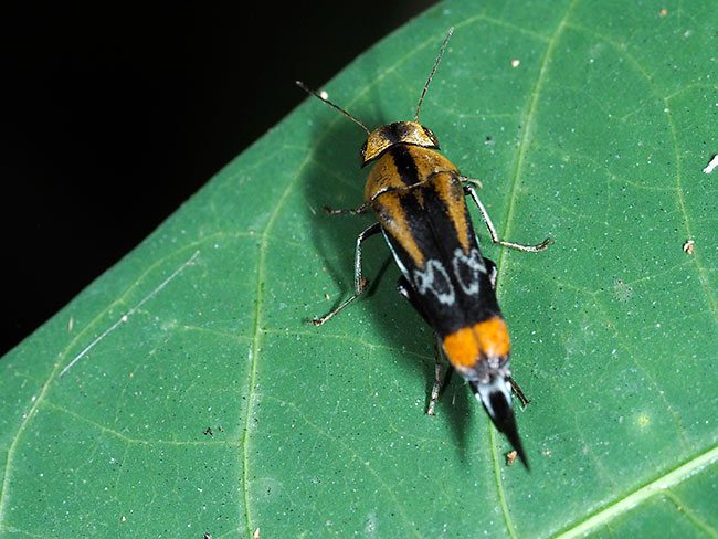 アフリカの美しいハナノミ