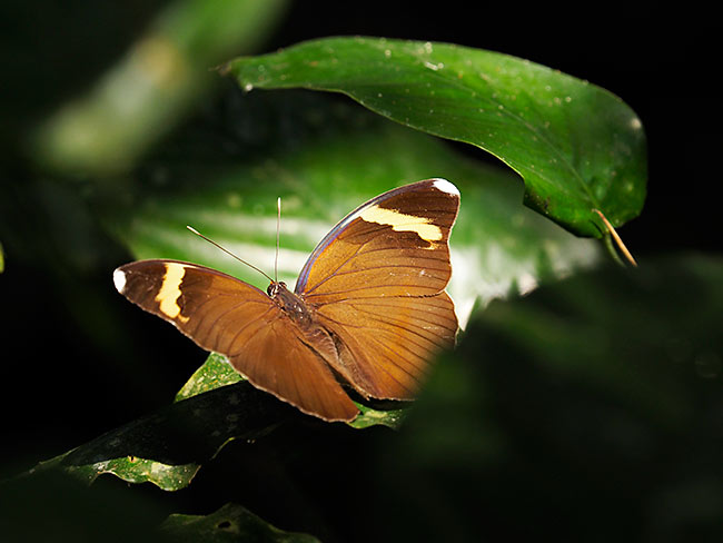 茶色のボカシタテハ