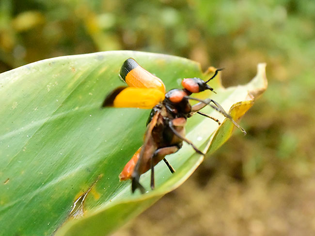 マメハンミョウの仲間