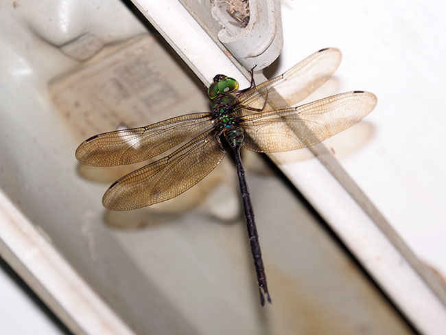 夕方暗くなってから飛ぶヤンマ