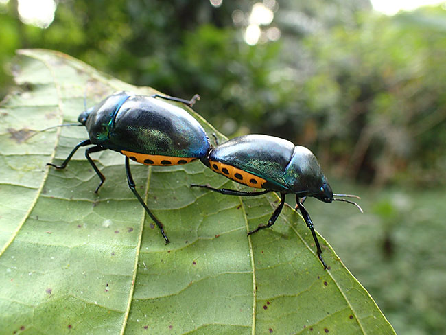 キンカメムシの仲間