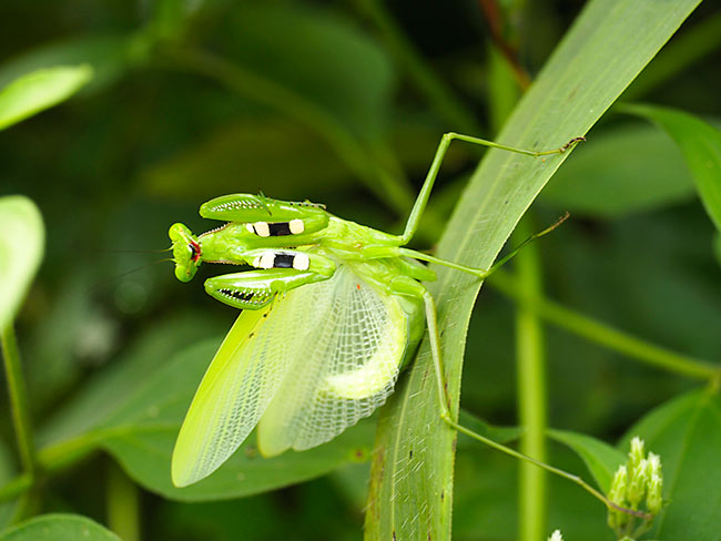 カマキリの威嚇