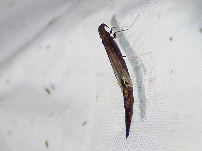 巨大なコバネツツシンクイ