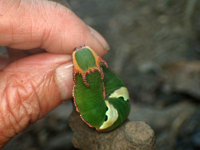 喰いついてくるフタオチョウの幼虫