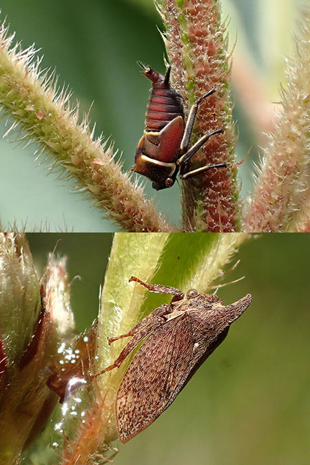 サオナシツノゼミ