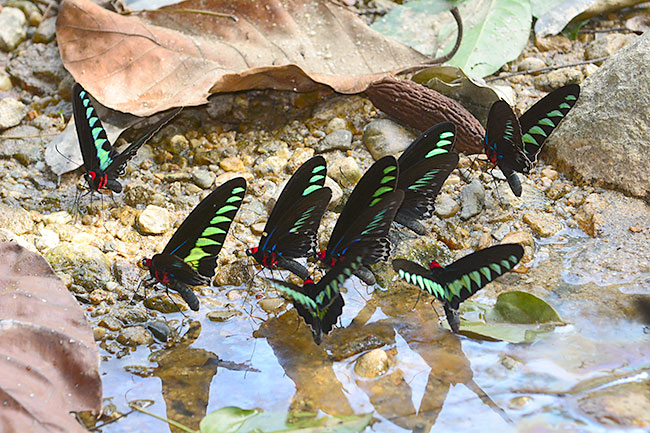 アカエリトリバネアゲハ