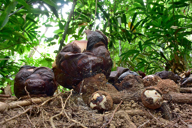 ラフレッシアの蕾