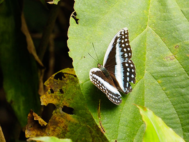 シロテンウスキタテハ